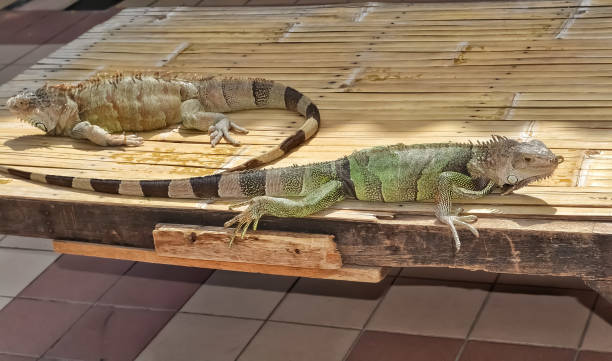 istock Two different coloured iguanas on a brown wooden table 1399424731