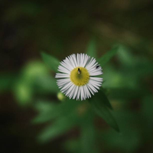 piccolo fiore bianco - 5504 foto e immagini stock