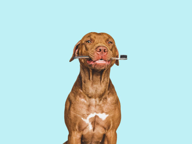 adorable, bonito cachorro marrón y cepillo de dientes. primer plano - cepillar los dientes fotografías e imágenes de stock
