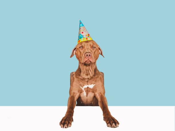 istock Lovable, pretty brown puppy and party hat 1399427159