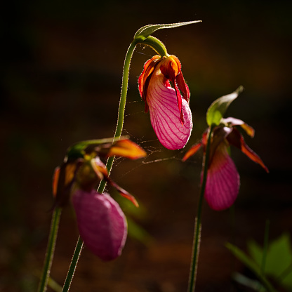 A large wild orchids the Pink Lady slipper backlit on the forest floor.