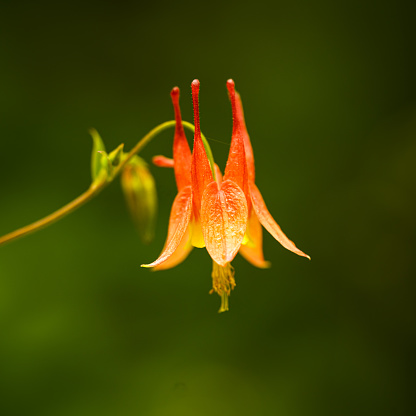 A yellow, orange to red Columbine wildflower in front a dark green background. The image is cropped to a square format.