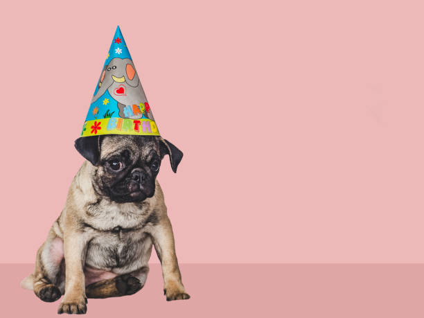 lovable, pretty puppy and party hat. close-up, indoors - 11193 imagens e fotografias de stock