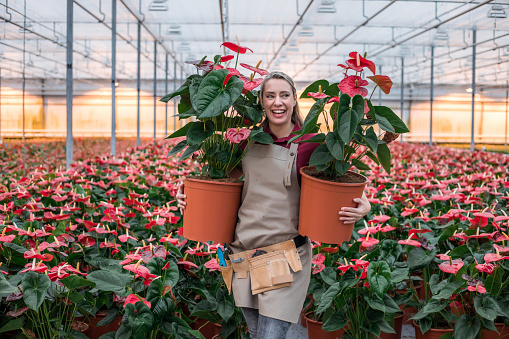 Female farm worker going about the daily duties in a Flamingo plant Greenhouse in Holland