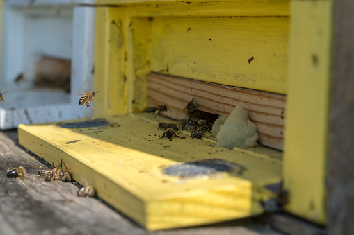 Yellow and white beehive on sunny spring day