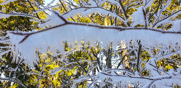 Close up of branches covered with frost against green trees.