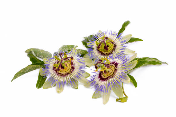 istock Passiflora incarnata on the white background 1399429287