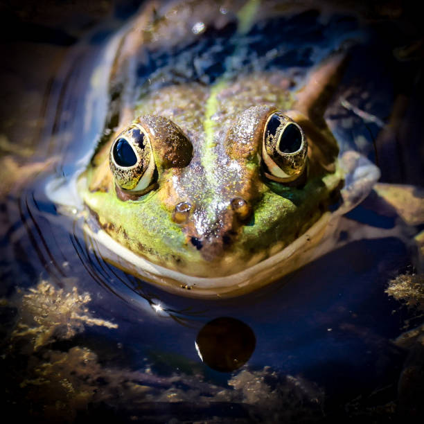 istock Frog portrait in a pond 1399430122