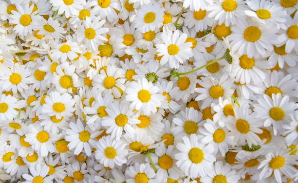 istock Lovely blossom daisy flowers background. White daisy texture. 1399430384
