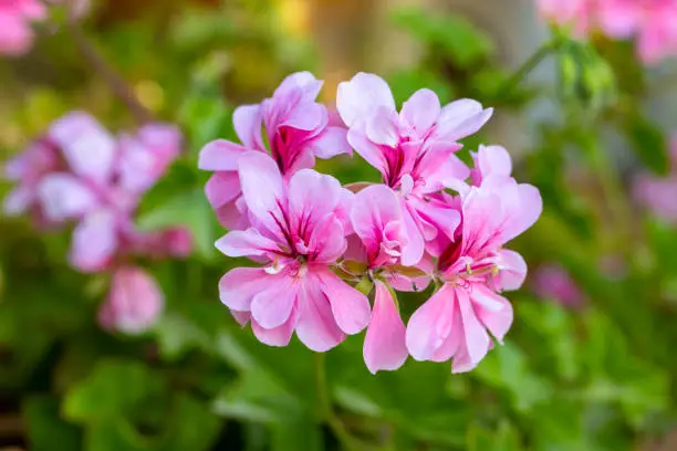 Pelargonium peltatum is a scrambling perennial plant with shallow somewhat fleshy leaves, sometimes with a differently coloured semicircular band, that has been assigned to the cranesbill family.