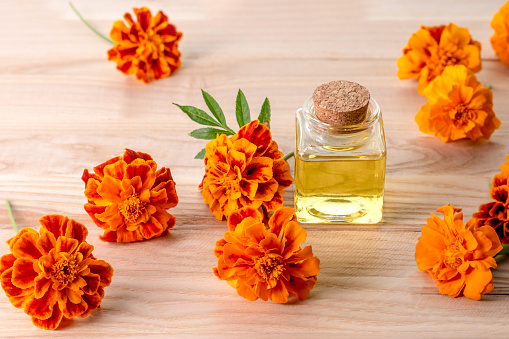 Essential oil and marigold flowers on a wooden table.Tagetes flowers extract.