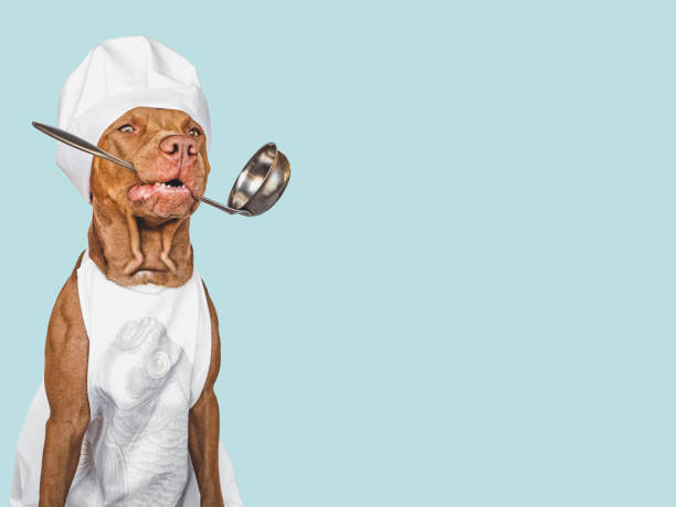 istock Pretty brown puppy and white chef's hat 1399431968