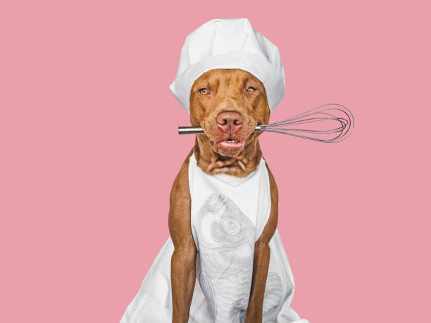 istock Pretty, lovable brown puppy, white chef's hat 1399431999
