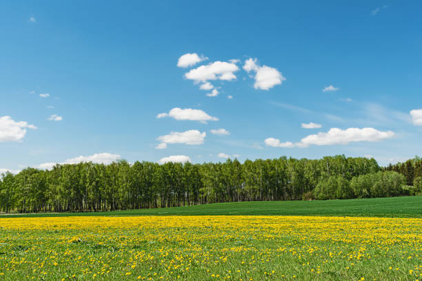 Field with yellow flowers and green grass. Birch grove on the horizon. Blue sky with occasional white clouds. Spring landscape on a sunny day stock photo