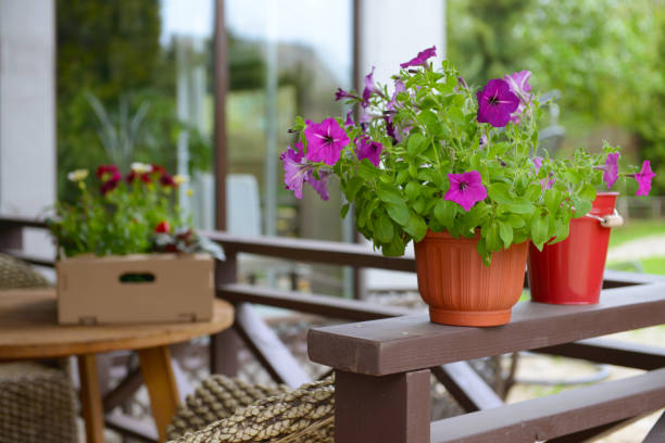istock flower seedlings on the porch 1399433619