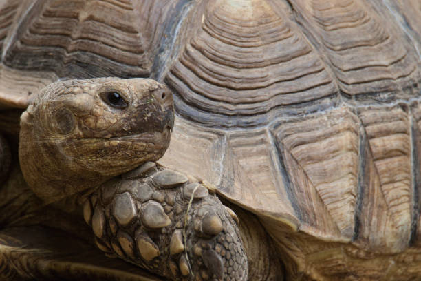 Charming Red-eared Slider Turtle, Trachemys scripta elegans, basking in the sun along North American waterways, a popular and colorful aquatic companion.