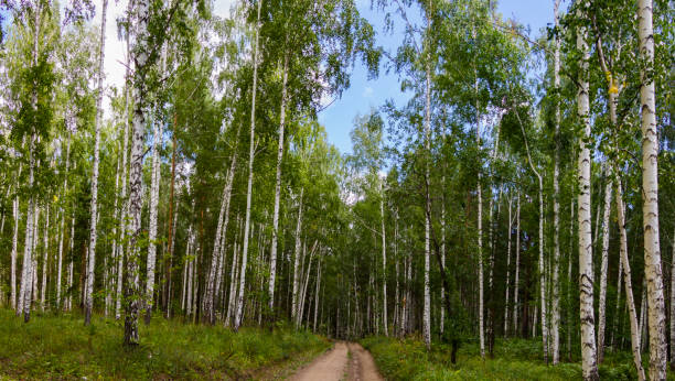 istock Birch forest in summer. A road in the forest. 1399437214