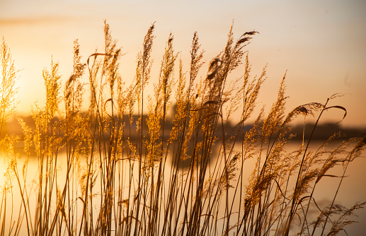 Dry reeds against the backdrop of a picturesque sunset