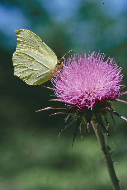 common brimstone  butterfly on a milk thistle flower - citronfjäril bildbanksfoton och bilder