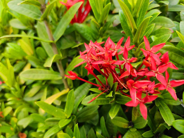istock beautiful view of small red flowers. 1399437617