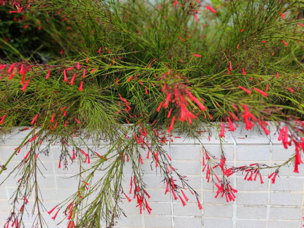 istock Beautiful small red flowers hanging on the wall. 1399437632