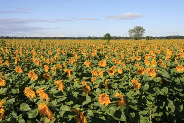 Photo of Sunflowers with Tree on Horizon