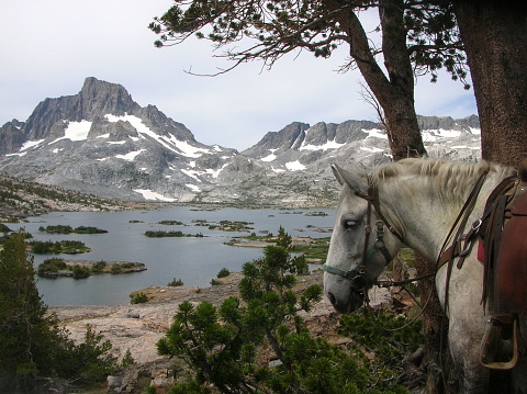 A horse waits patiently while on a trip to Thousand Island Lake shows in the distance high in the photographer’s Wilderness.