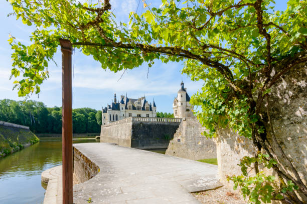 vignobles dans les jardins de chenonceau avec château en arrière-plan, val de loire, france - berry fruit green nature fruit photos et images de collection