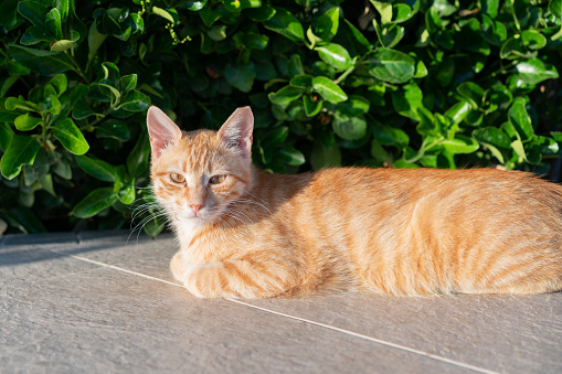 Cute ginger kitty portrait in sitting back yard