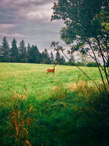 A deer in Lunenburg, Nova Scotia