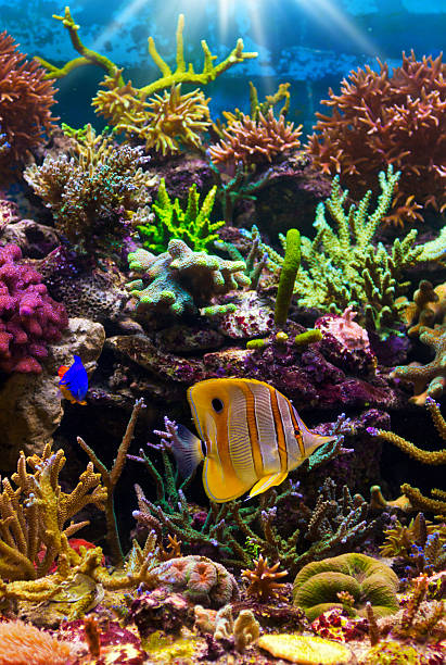 istock A coral reef with many bright colors 139944247