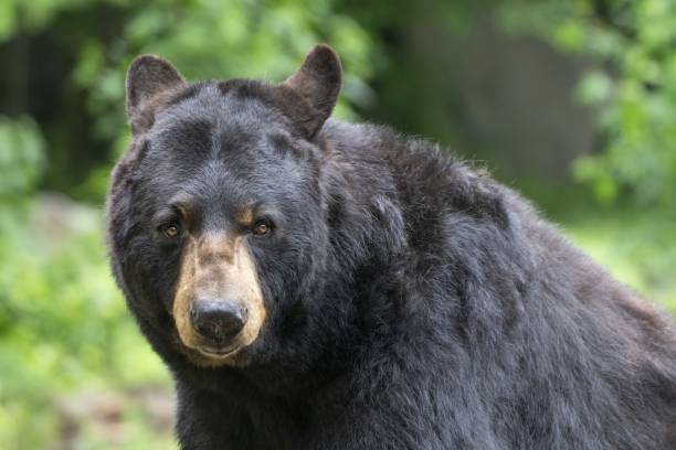 istock Large Male American Black Bear (Ursus americanus) 1399444737