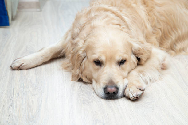 istock Underfloor heating in the apartment. 1399444805