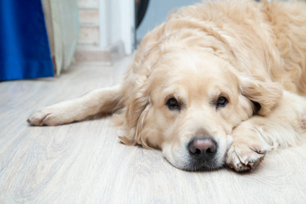 istock Underfloor heating in the apartment. 1399444809
