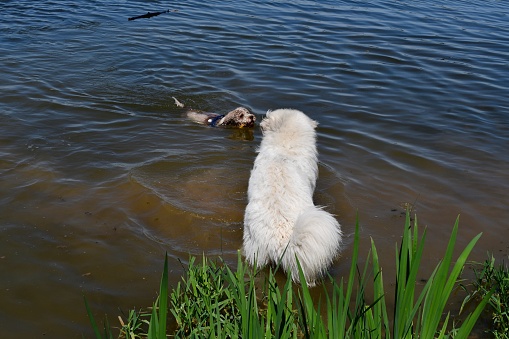 A Lagotto Romagnolo dog and his big friend in a lake