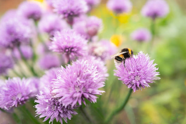 istock Bumblebee on pretty purple wild chive flowers 1399446267