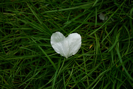 White flower petals in the shape of heart in the green grass, love concept, dark background