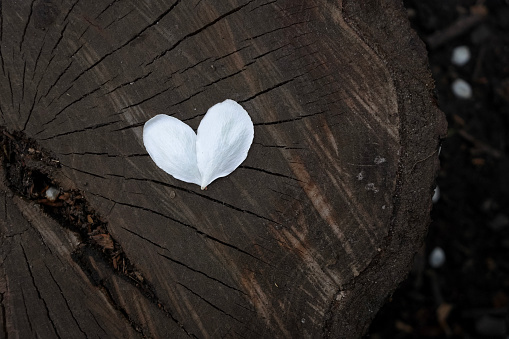Wooden heart on black background