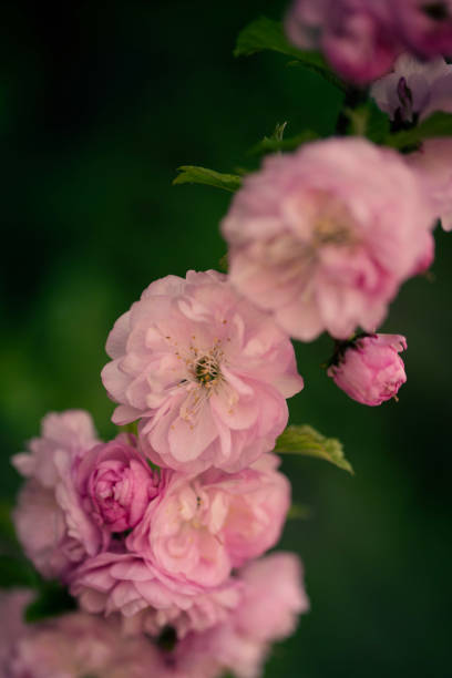 Double Flowering Plum Blossoms stock photo