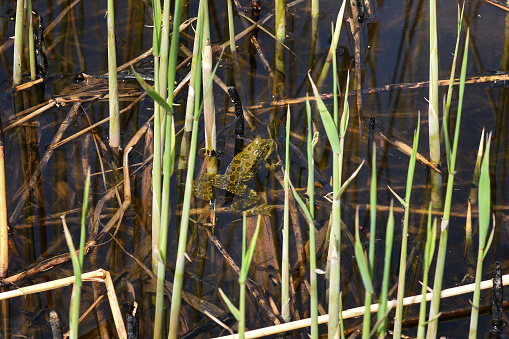 A Common Frog, Rana temporaria, in a pond.