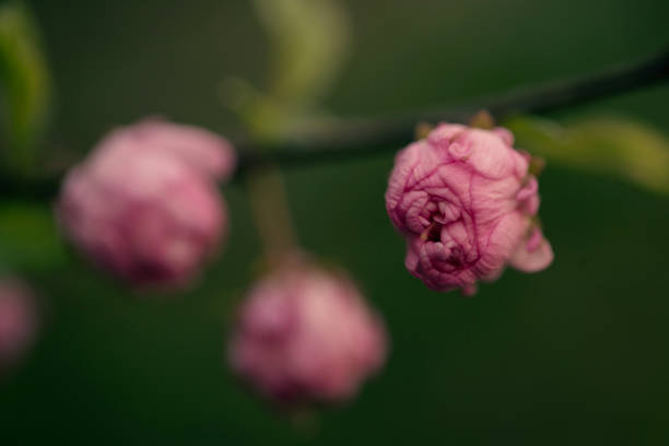 Double Flowering Plum Blossoms stock photo