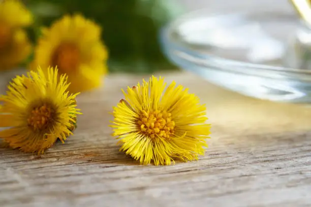 Close up of fresh coltsfoot or Tussilago flowers on a table