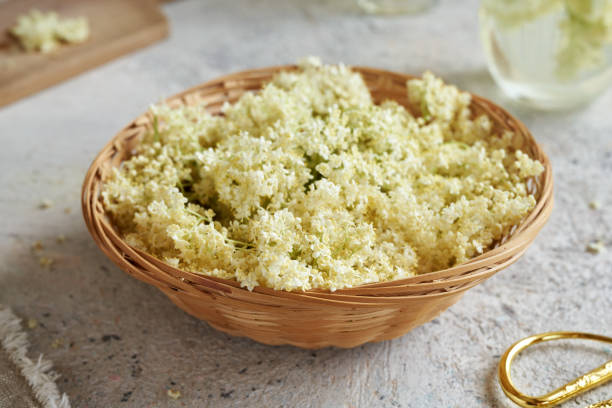 istock Fresh elderberry blossoms in a wicker basket 1399449033