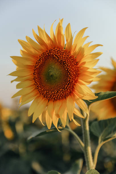 istock Yellow and orange sunflower on the field 1399449077