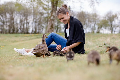 Middle-aged woman sitting in the grass.  Duck mother and ducklings are very close to the woman