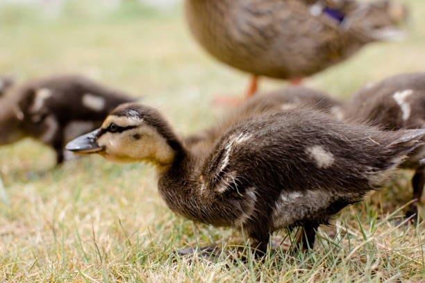 Lots of baby ducklings in the grass - closeup