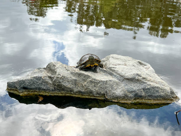 istock Aquatic turtle sitting on rock in fresh water pond 1399450406