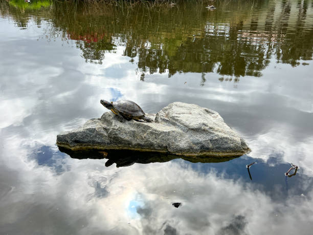 istock Aquatic turtle sitting on rock in fresh water pond 1399450425