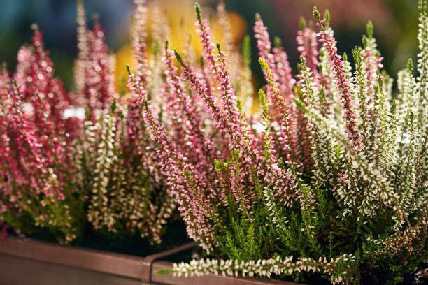 istock Fresh blooming heather plant growing on a balcony in autumn 1399451085