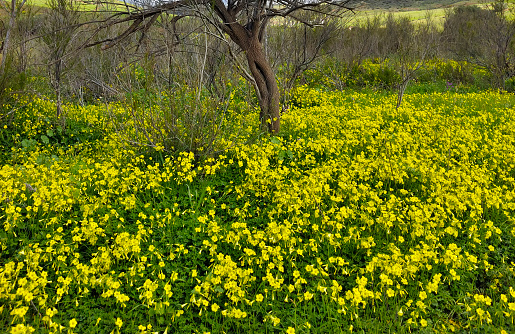 Meadows in Malaga province in springtime
